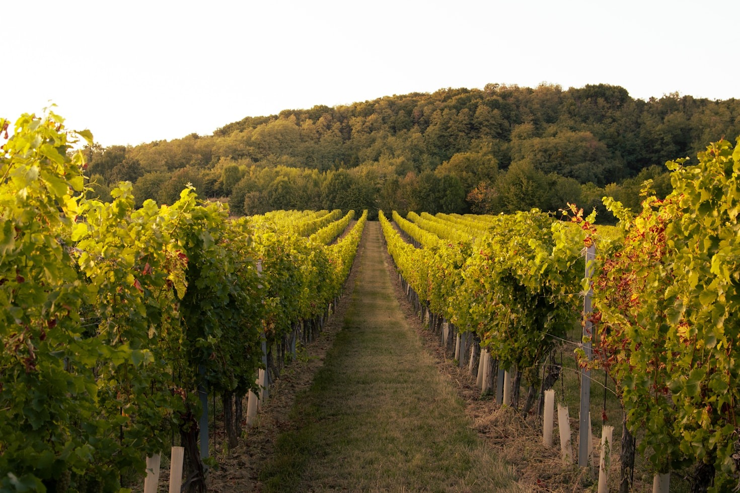 Vinhos e momentos: uma conexão profunda e real